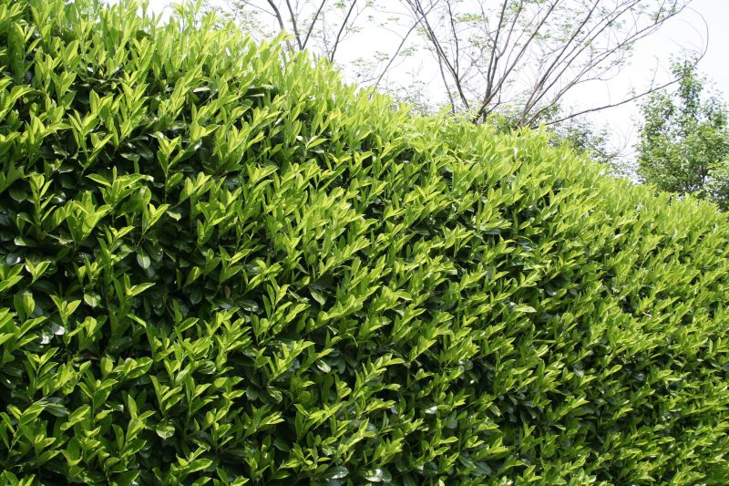 Lush, Healthy Hedge