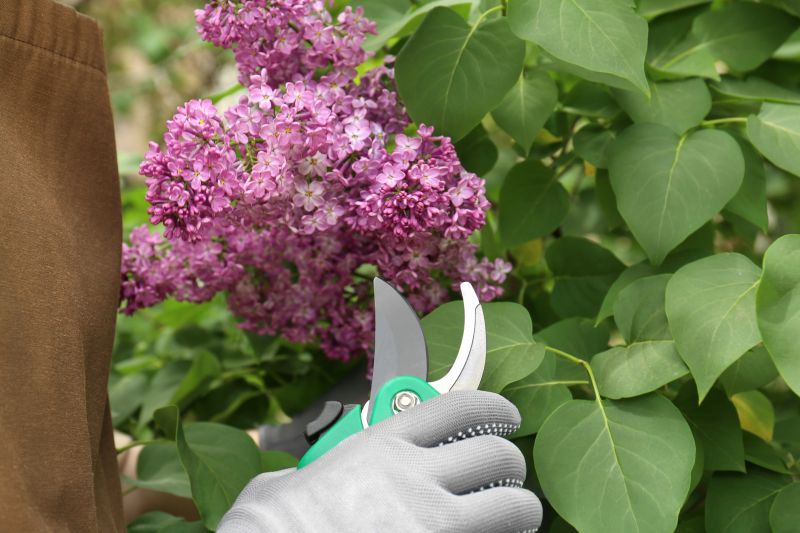 Honeysuckle Trimming in Aiken, SC