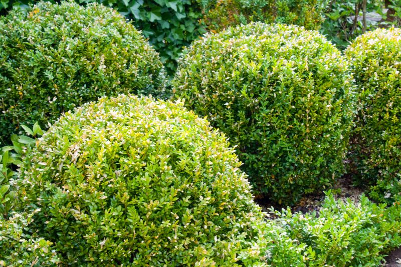 Detail Trimming of Bushes