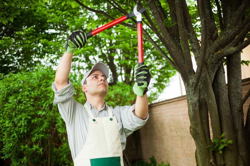 Arborists Specializing in Shrubs
